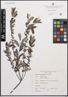 Foto von Salix cinerea L.